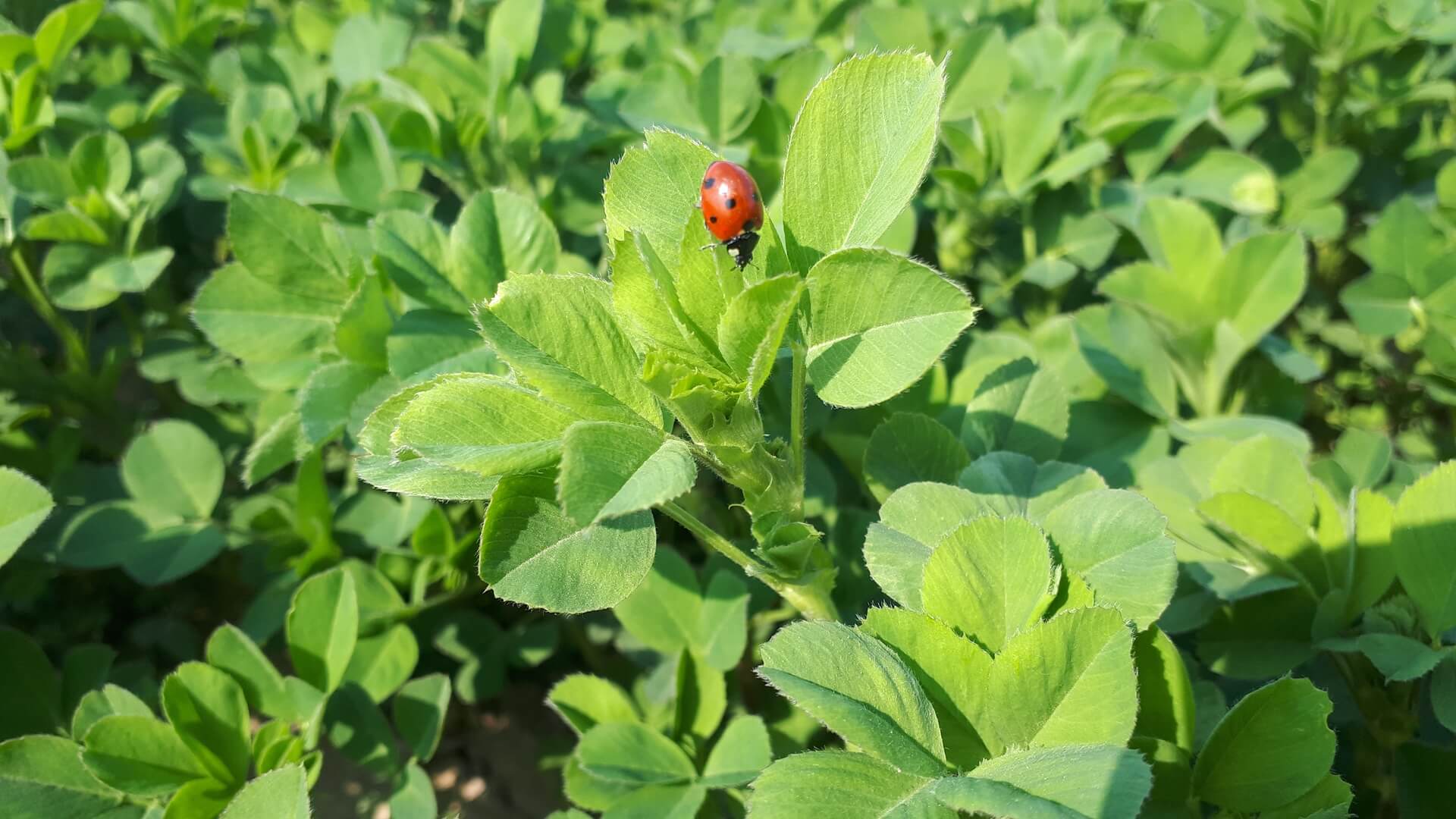 lucerna nasiona