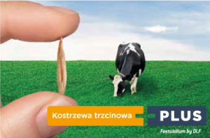 kostrzewa_trzcinowa_plus rodzaj trawy pastewnej
