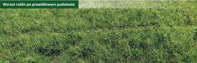 prawidłowy-podsiew nasiona trawy pastwiskowej