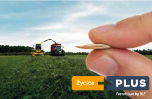 zycica_plus trawy pastewne