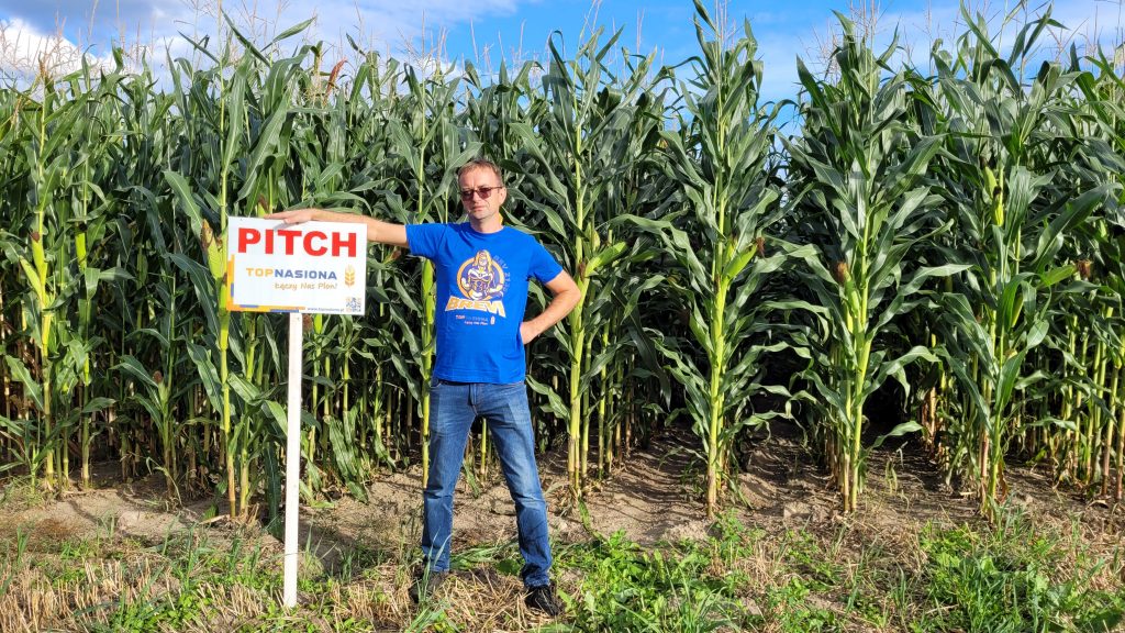 Pitch kukurydza Pitch kukurydza