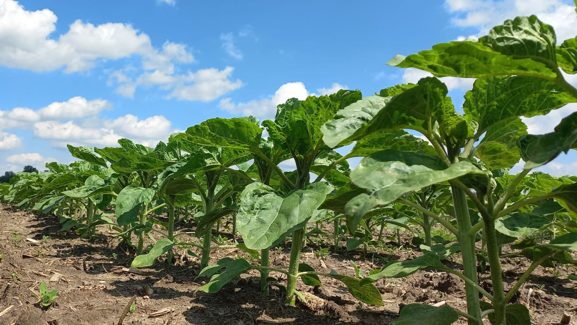 slonecznik-liska slonecznik-liska