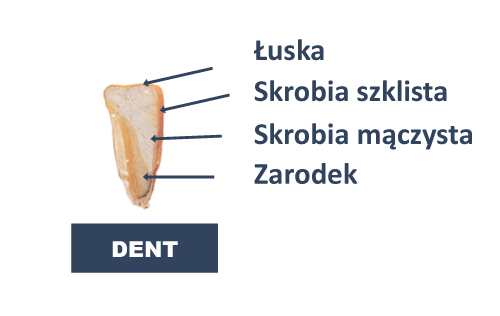ziarno_dent