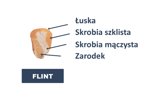 ziarno_flint