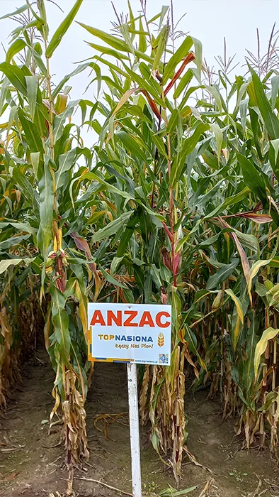 anzac-kukurydza-na-kiszonkę anzac-kukurydza-na-kiszonkę