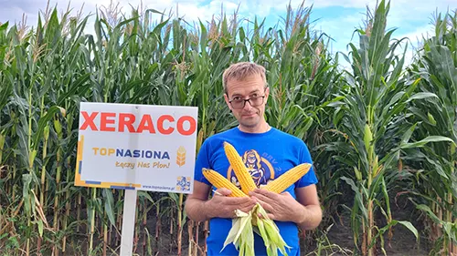 Kukurydza Xeraco na kiszonkę Kukurydza Xeraco na kiszonkę
