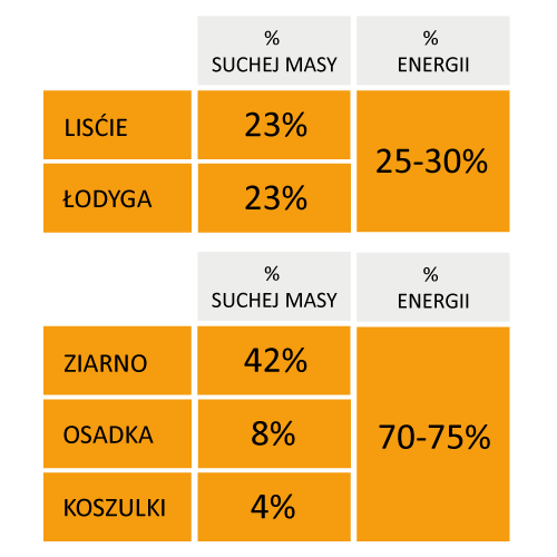 rozklad-energii-z-kukurydzy rozkład energii z kukurydzy