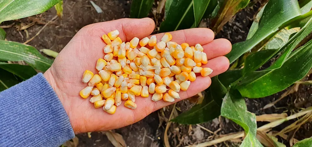 Top_Silo_na_kiszonke Top_Silo_na_kiszonke