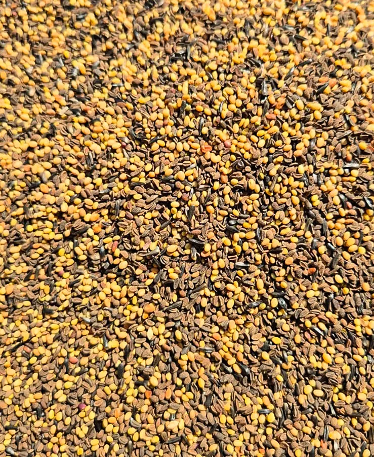 TopCarbon-nasiona Top Carbon nasiona