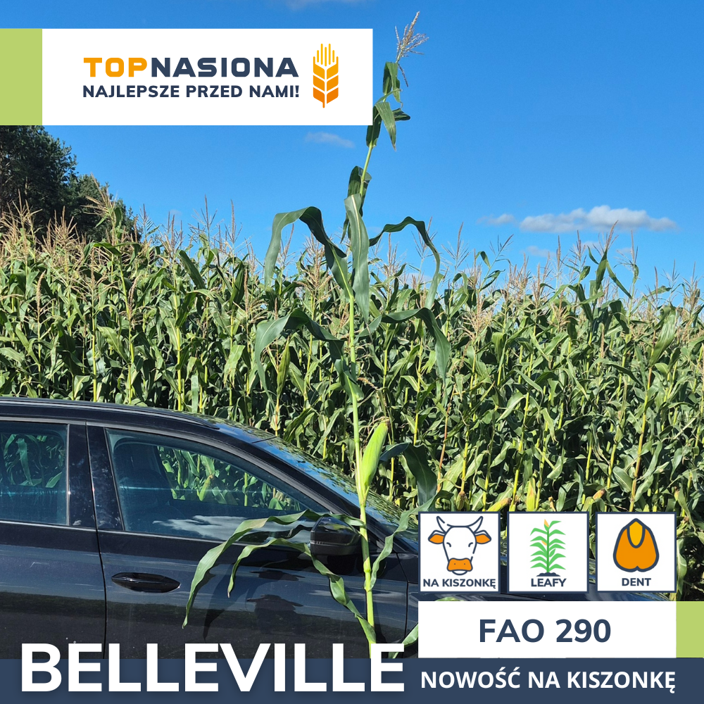 belleville