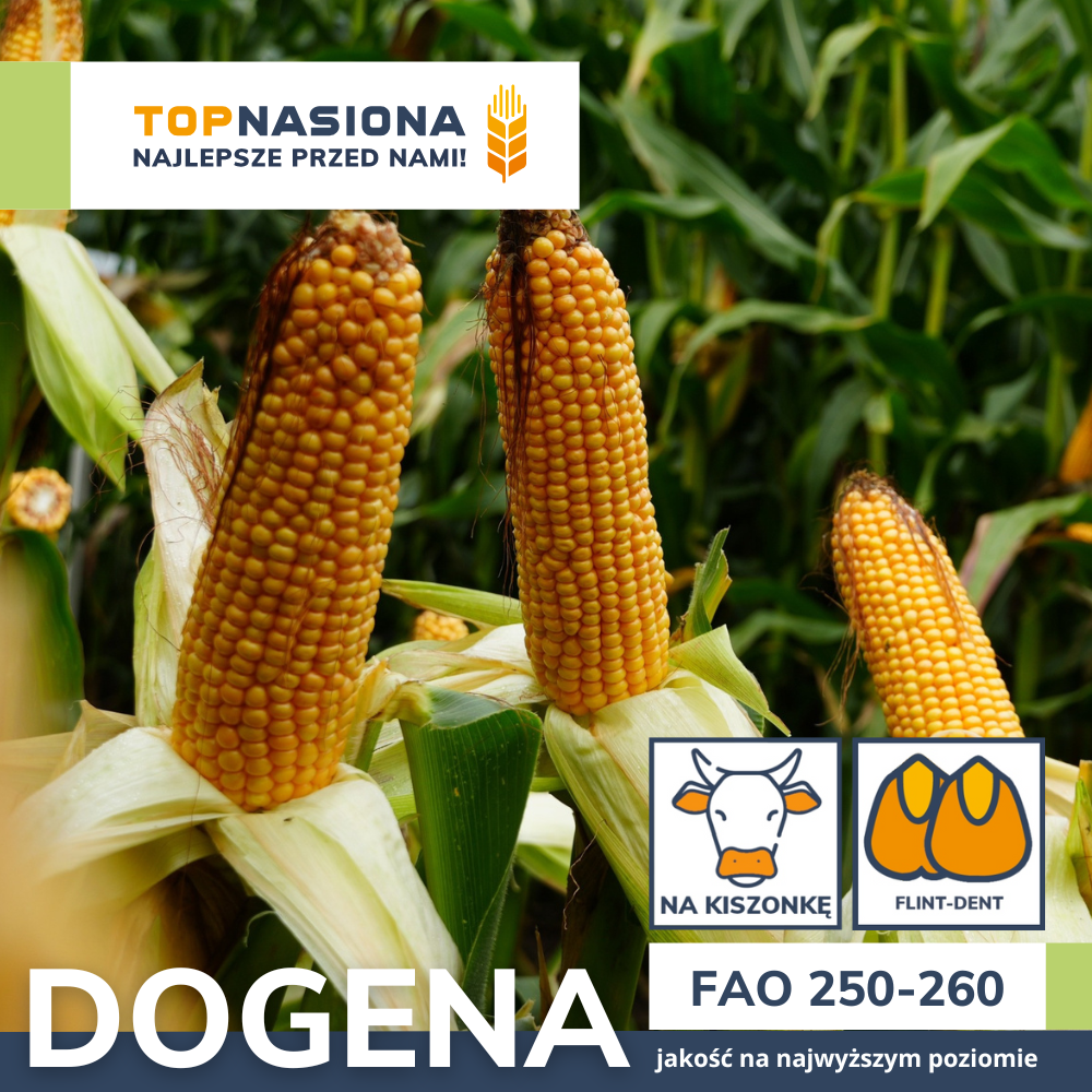 dogena dogena fao